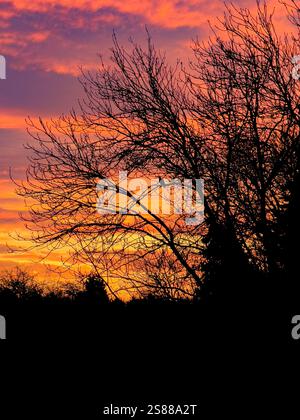 Silhouette trees seen against an orange and purple sky at sunrise on a winter morning. Stock Photo