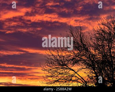 Silhouette trees seen against an orange and purple sky at sunrise on a winter morning. Stock Photo
