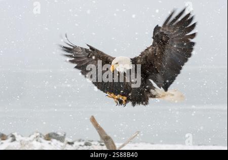 North America; United States; Alaska; Kachemak Bay; Wildlife; Birds; Predatory; Bald Eagle; Haliaeetus leucocephalus; Winter Stock Photo