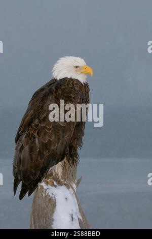 North America; United States; Alaska; Kachemak Bay; Wildlife; Birds; Predatory; Bald Eagle; Haliaeetus leucocephalus; Winter Stock Photo