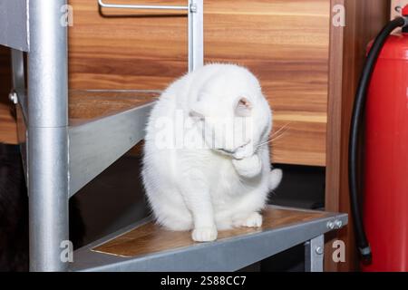 A fluffy white cat is comfortably perched on a spiral staircase, right next to a bright red fire extinguisher that contrasts its fur beautifully Stock Photo