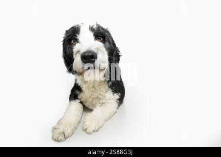 Portrait attentive and serious Spaniel water dog puppy lying down and looking at camera. Isolated on white background Stock Photo