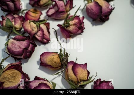 Colorful dried withered roses composition on white background.Copy space for text. Stock Photo