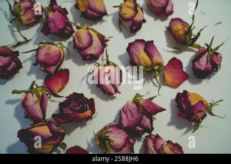 Colorful dried withered roses composition on white background.Copy space for text. Stock Photo