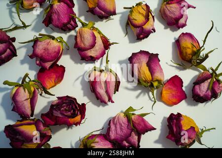 Colorful dried withered roses composition on white background.Copy space for text. Stock Photo