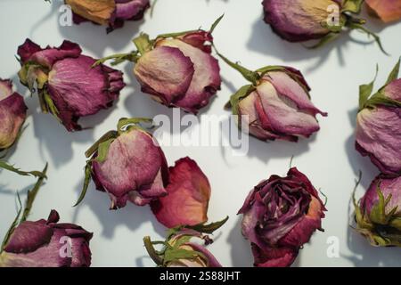 Colorful dried withered roses composition on white background.Copy space for text. Stock Photo
