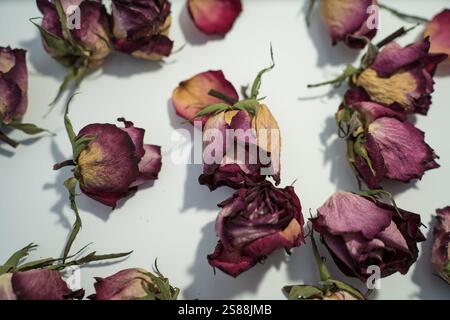Colorful dried withered roses composition on white background.Copy space for text. Stock Photo