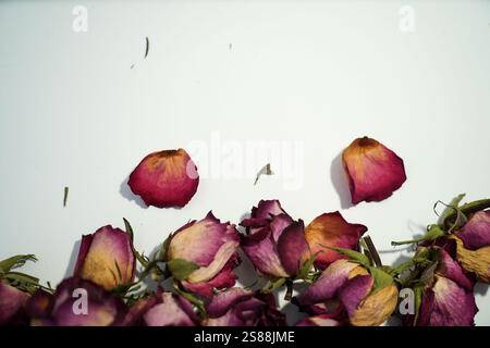 Colorful dried withered roses composition on white background. Stock Photo