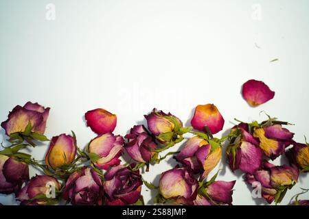Colorful dried withered roses composition on white background. Stock Photo