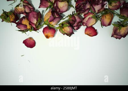 Colorful dried withered roses composition on white background. Stock Photo