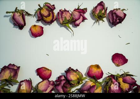 Colorful dried withered roses composition on white background. Stock Photo