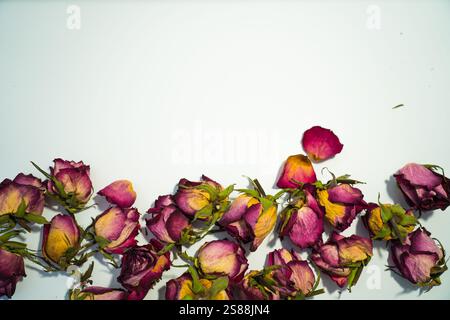 Colorful dried withered roses composition on white background. Stock Photo