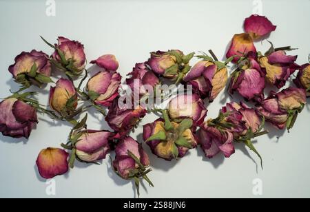 Colorful dried withered roses composition on white background.Copy space for text. Stock Photo