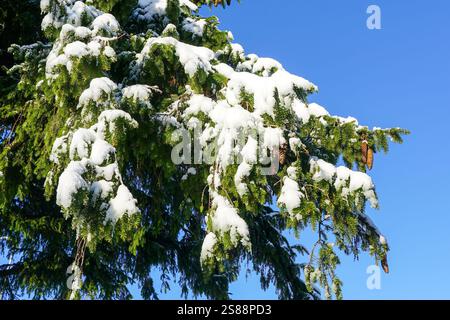 Snow-covered branch of a large evergreen fir tree with brown cones against a blue sky background, spruce branch, fir branch Stock Photo