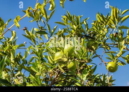 green unripe oranges on branches of tree among leaves Stock Photo