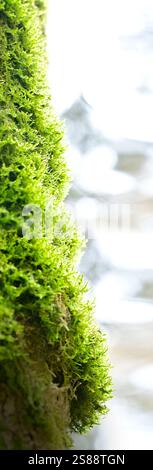 Nature green moss on tree in forest or woods. Stock Photo