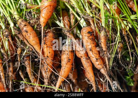 close up of freshly pulled carrots from the organic soil farm in the garden Stock Photo