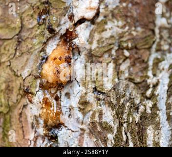Close up of weathered textured tree bark with bees, moss and maple syrup Stock Photo