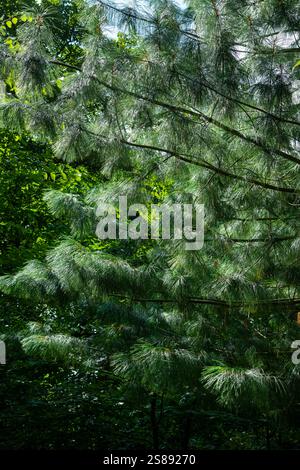 Ornamental pine tree, Pinus Wallichiana, with long drooping needles in summer sunlight. Stock Photo