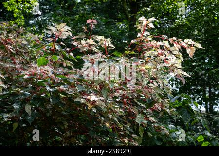 Acer Conspicuum 'Red Flamingo'. A small tree with variegated foliage and red stems. Stock Photo