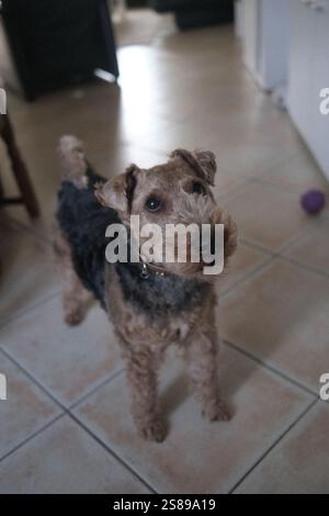 A dog is standing on a tile floor in a room. The dog is looking at the camera Stock Photo