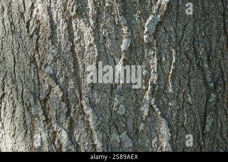 Section of White Cedar tree bark in closeup showing the distinctive cracks and textures. Stock Photo