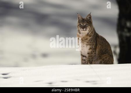 Bobcat sitting in the snow, Utah mountains Stock Photo
