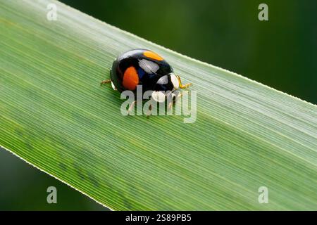 Black Asian Ladybird (Harmonia axyridis forma conspicua) on a grooved green leaf Stock Photo