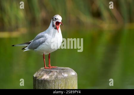 Black-headed gull (Chroicocephalus ridibundus) screaming with its beak wide open on a wooden post by the lake Stock Photo