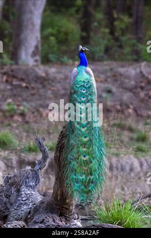 Peacock perched on a log with his train of feathers trailing down the log from behind. Stock Photo