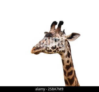 Closeup side portrait of giraffe isolated cutout on white Stock Photo