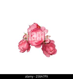 Pink roses closeup isolated cutout on white Stock Photo