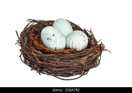 Bird nest with blue robin eggs isolated cutout on white Stock Photo