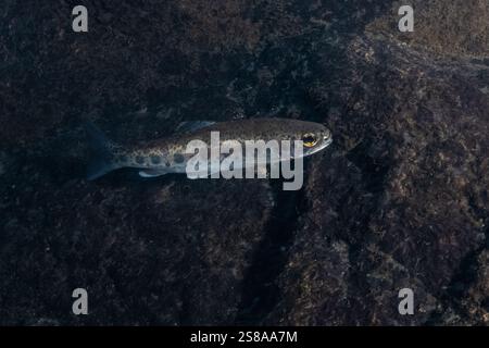 Underwater Coastal rainbow trout (Oncorhynchus mykiss irideus) swimming through a cold freshwater stream in California. They may grow into steelhead. Stock Photo