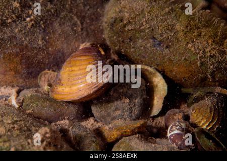 Asiatic clam (Corbicula fluminea) in the Potomac River, West Virginia, USA. This freshwater clam is native to eastern and southern Asia, but has becom Stock Photo