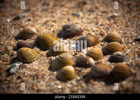 Asiatic clams (Corbicula fluminea) on a beach in Missouri, USA. This freshwater clam is native to eastern and southern Asia, but has become an invasiv Stock Photo