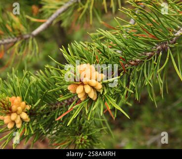 Lodgepole Pine (Pinus contorta) cones on a branch in Beartooth Mountains, Montana Stock Photo