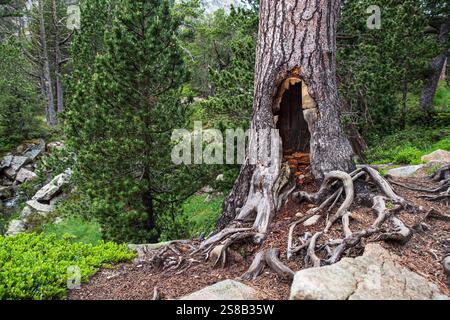 Hollow tree trunk with forest in background and roots in foreground Stock Photo