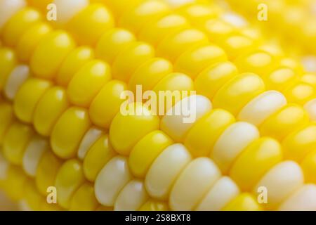 Close up of corn kernels on cob. Early hybrid super sweet. Food background. Stock Photo