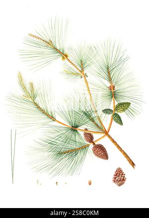 Chinesische Kiefer, Pinus tabuliformis, Pinus sinensis, Chinese pine, Baum, digital verbesserte Reproduktion eines Original von Aylmer Bourke Lambert 1761 - 1842, englischer Botaniker, erschienen um 1810 Stock Photo