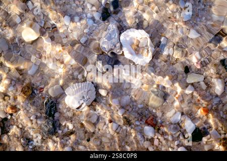 shells on sand under water beach, abstract backgrounds texture pattern wallpaper, macro close closeup detail, sandy tropical vacation summer holiday Stock Photo