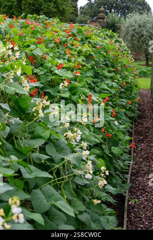Runner beans plants flowering in an English vegetable garden in late summer. Stock Photo