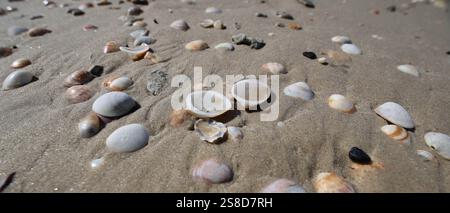 Seashells in the sand on a beach in Tel Aviv, Israel, on Oct. 23, 2024. Photo by Raquel G. Frohlich. Stock Photo