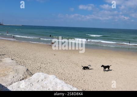 Dogs play together at a beach open to dogs in Tel Aviv, Israel, on Sept. 27, 2024. Photo by Raquel G. Frohlich. Stock Photo