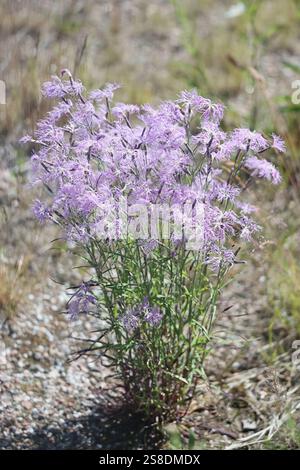 Large Pink, Dianthus superbus, also known as Fringed pink, wild flowering plant from Finland Stock Photo