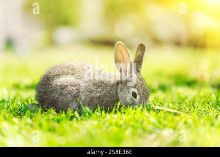 a rabbit is sitting on a rocky path against the background of a sunny lawn. A dwarf rabbit eats grass on a green lawn with a blurred farm background o Stock Photo