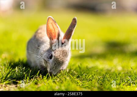 Little funny rabbit running on the field. A small rabbit posing for a cute picture, summer grass all around. A dwarf rabbit eats grass on a green lawn Stock Photo