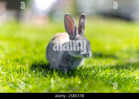 Portrait of a cute fluffy gray rabbit with ears on a natural green background. A dwarf rabbit eats grass on a green lawn with a blurred farm backgroun Stock Photo