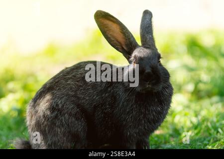A small black rabbit is sitting in the green grass on a sunny day, the bunny is gray. A dwarf rabbit eats grass on a green lawn with a blurred farm ba Stock Photo