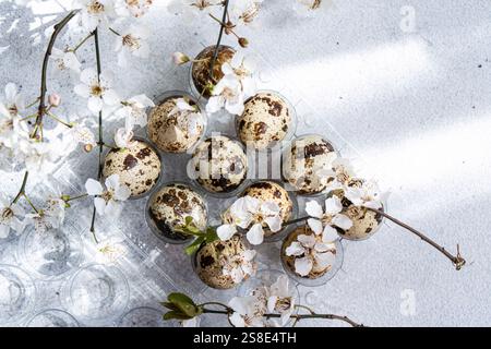 Top view of quail eggs and delicate cherry blossoms placed on a plastic egg tray. The composition conveys a fresh and natural setting, ideal for Easte Stock Photo
